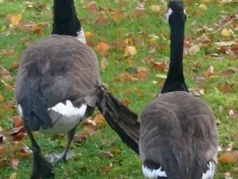 Einsatzdokumentation Feuerwehr Lippetal